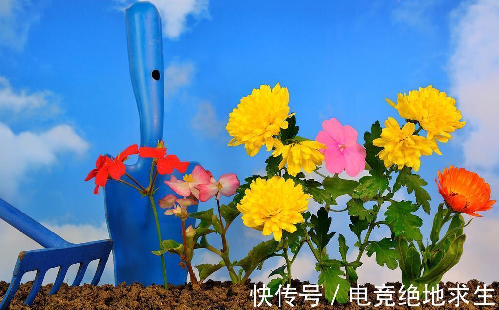 植物|连这些种花常识都不知道,你说你会养花