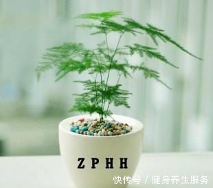 绿萝、文竹爱“吃”糖,定期来一勺,不黄叶长得旺,叶片绿油油!