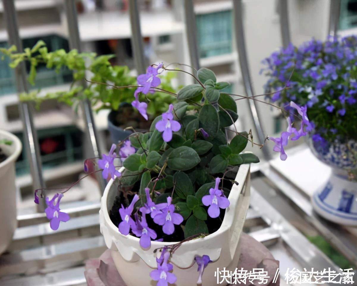 养花|封闭阳台不能养花?才不是呢!选这几种,打造自己的小花园