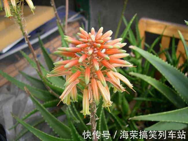 养花试试这几款,富含绿色,在非开花季节是很好的植物