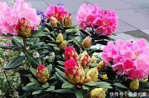 什么松针土、腐叶土都不如这种土,土壤疏松又肥沃,养啥都爆盆!