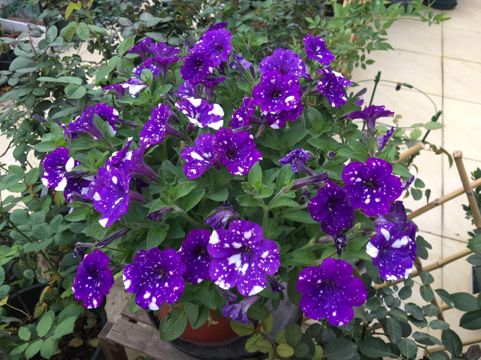 月季花|夏季最好养的花,丢土里就能活,春节时开花,花朵漂亮,花香四溢