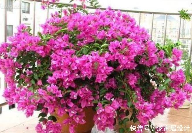 超漂亮的4种花,不怕晒,不怕热,繁花似锦,花美心情好!