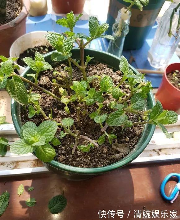 咋“折腾”都不死的4种花，越修剪越旺，很难养死