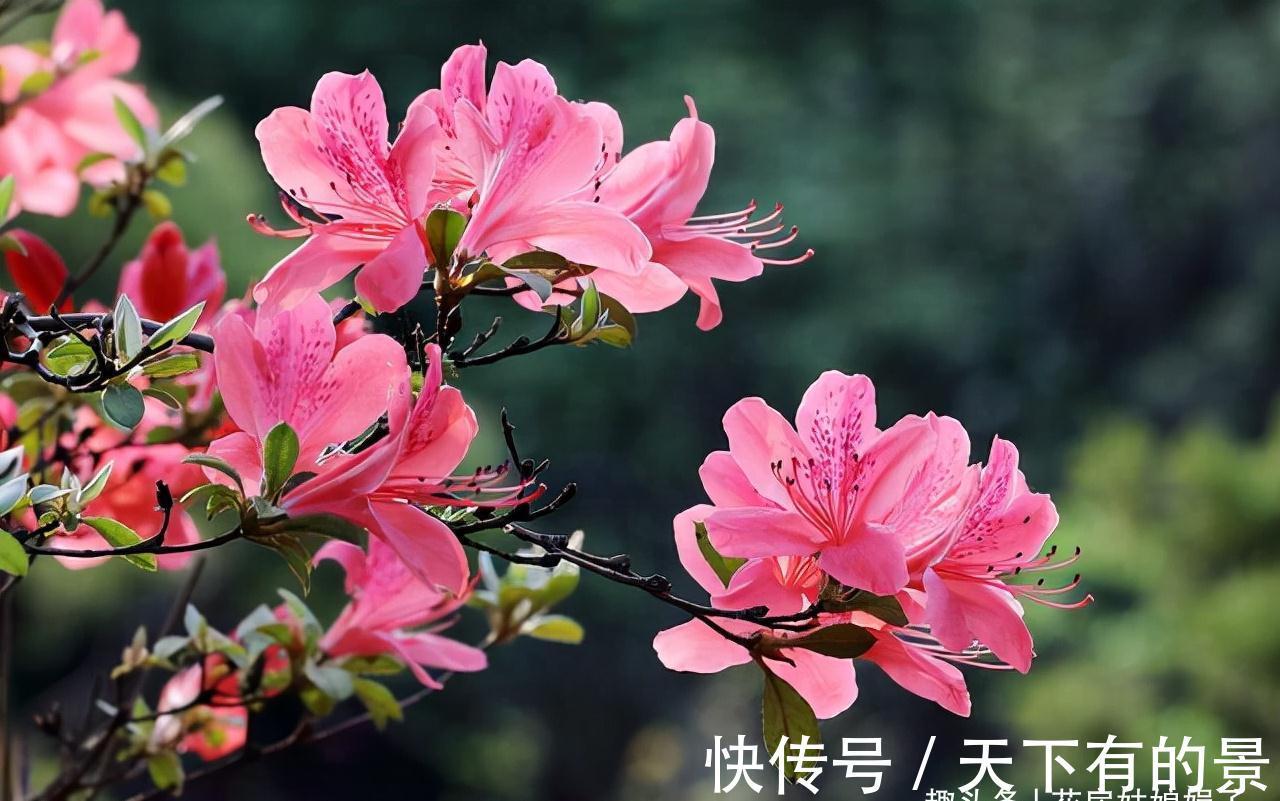 蝴蝶兰|3种花好看但是难养，新手养不好，老手不愿养，别轻易入坑