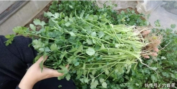 很大|香菜和此物是“天敌”，同食对身体伤害很大，很多人还不清楚