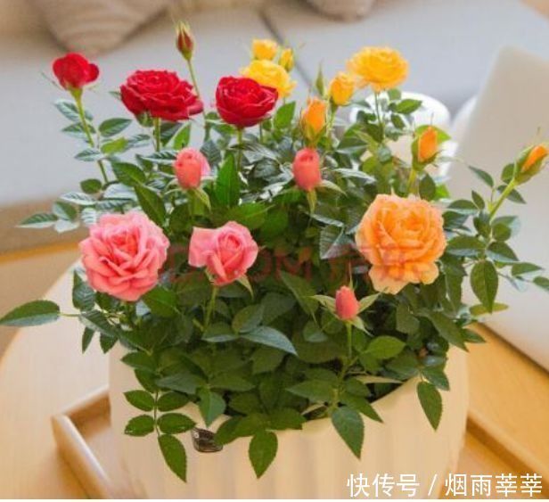 4种花养在家里,养在哪里都爆盆,颜值超高美极了