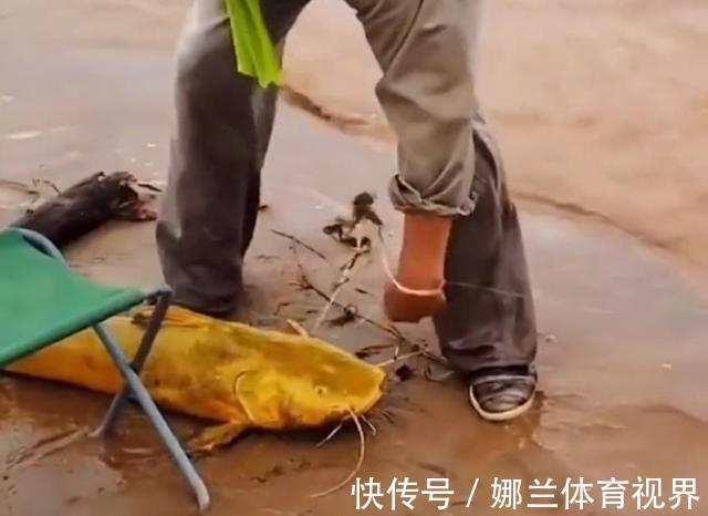 稀有!黄河巨型黄辣丁被人钓起,钓友:太大了,头回见!
