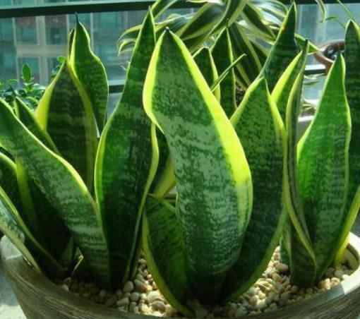 虎皮兰、君子兰”叶片蔫“喝口”激素水“,叶片油亮、花开满盆