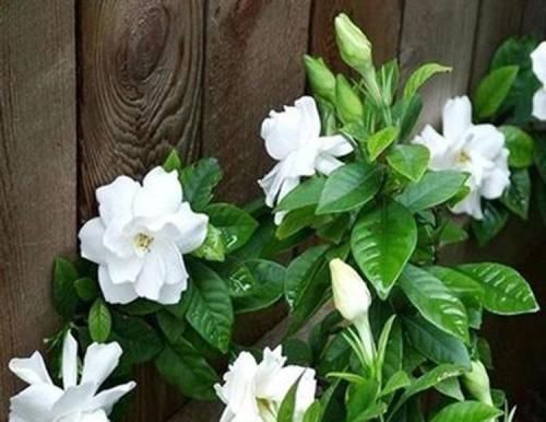 施肥|大爷种栀子花,从不施肥,一些“垃圾”全扔盆里,最后花开十几朵