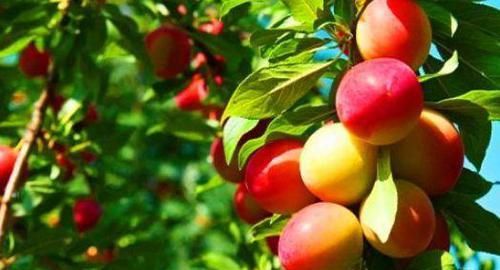  血管|女性到了中年，推荐常吃的食物，养护血管，滋阴降火，延缓衰老