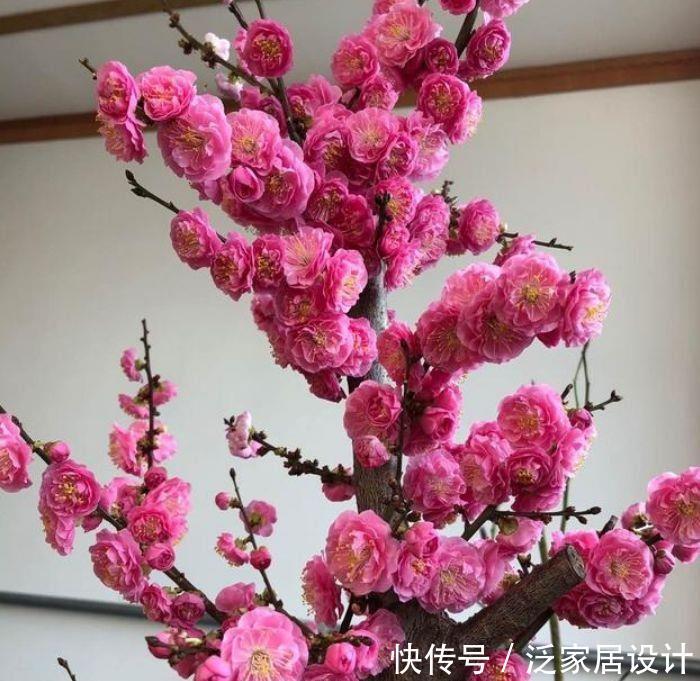 适合居家养护的花卉,365天开花不断,四季繁花似锦,美极了