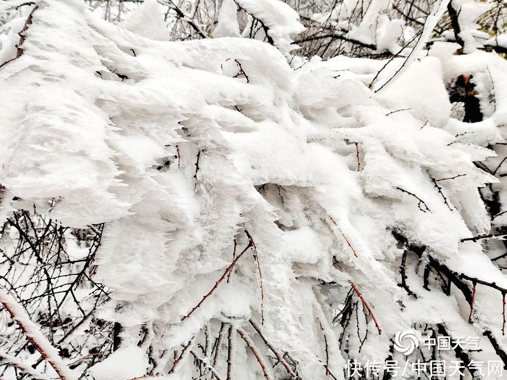 雾凇|湖南湘西八面山现雾凇 形态各异直教人惊叹