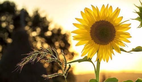 胰腺癌晚期，放弃手术、放化疗，是对是错？