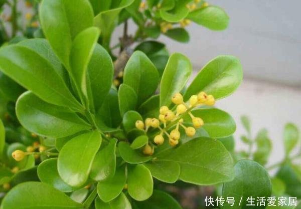 环境中|卫生间养花不知道选啥好就种以下4种植物,清除异味,净化空气