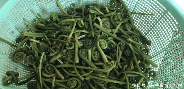 吃过山上的蕨菜,那你见长在水里的蕨菜吗