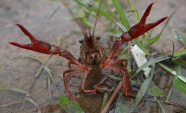 美食|农村快要“绝迹”的4种美食,各个都是天然的美味