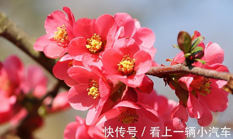 这种木瓜开花挺好看了,做成盆景搬回家