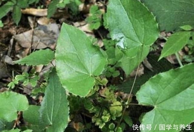  植物|在院子里，看到1种“淫羊藿”，请保护，如今1斤“50元”，珍贵