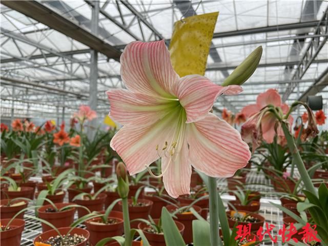 咬唇妆、初恋妆、渐变妆……在春天邂逅“美女”朱顶红