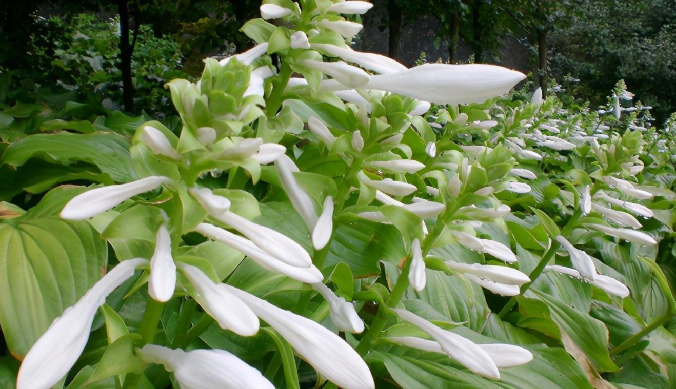 谁说北向阳台不能养开花植物？养它们很合适，不仅耐阴，而且耐寒
