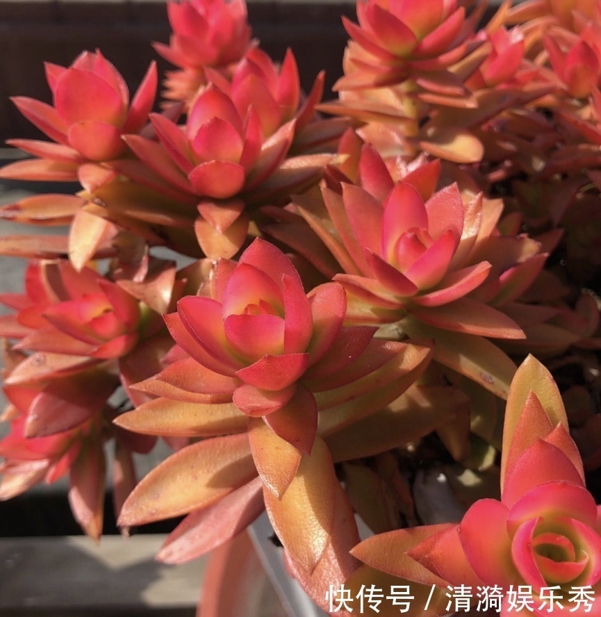 三元缓释肥|盘点10种“容易度夏”多肉,南北方花友,随便选、随便养