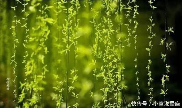 二月风光 草长莺飞二月天 拂堤杨柳醉春烟 快资讯