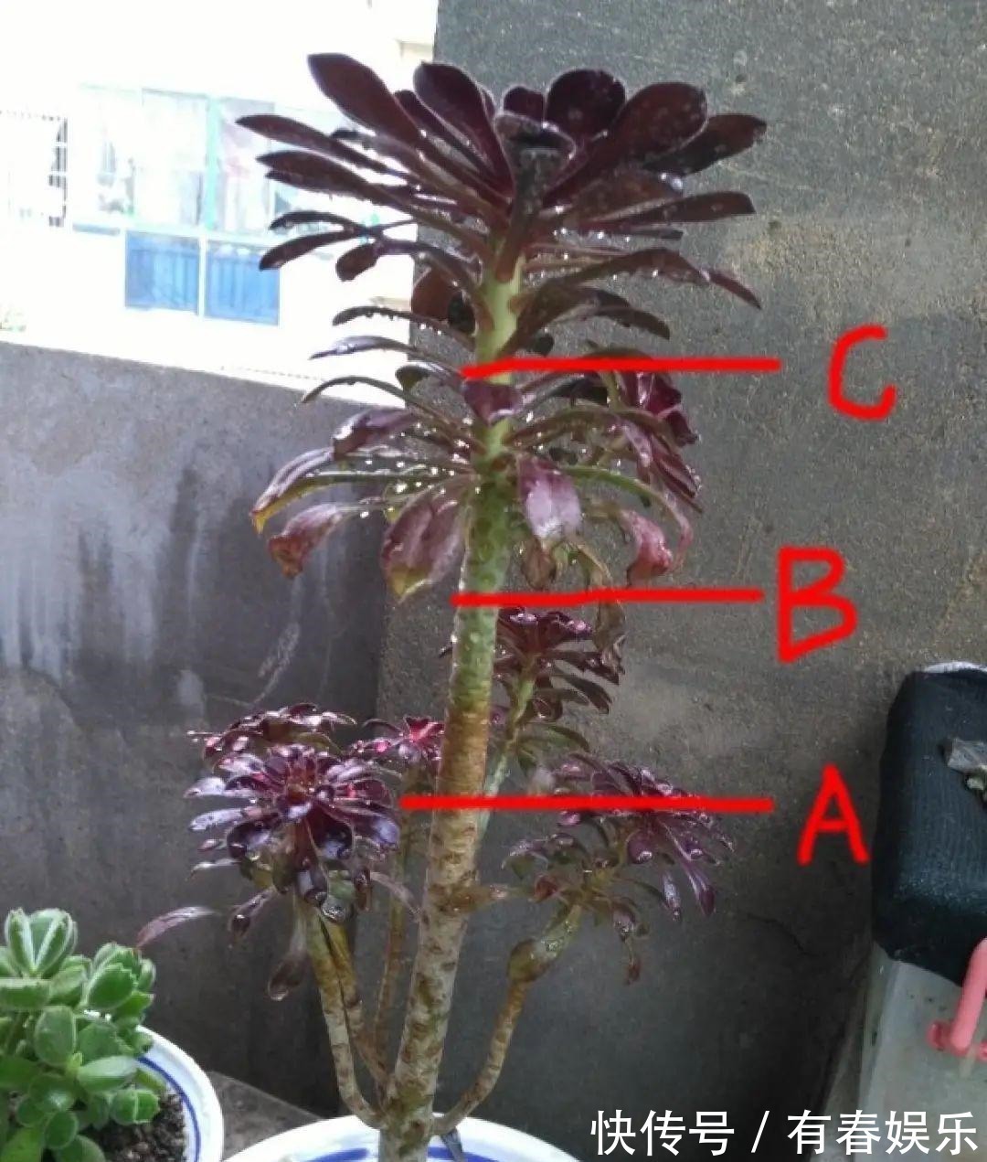 玛格丽特|现在养花要重剪,剃光头,撸光叶,越狠越爆盆