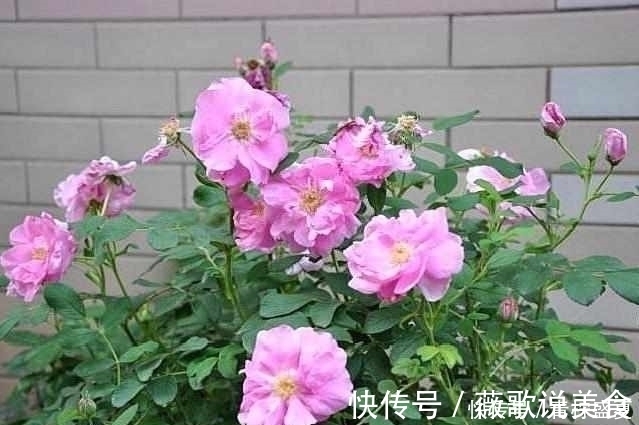 月季|3种花很贵,买不起就不用买,扦插一根枝条,就能开花大半年!