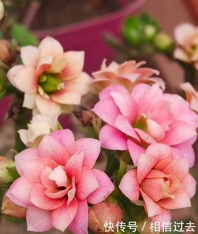 长寿花进入了盛花期,做好这2点,见花不见叶,花量更大