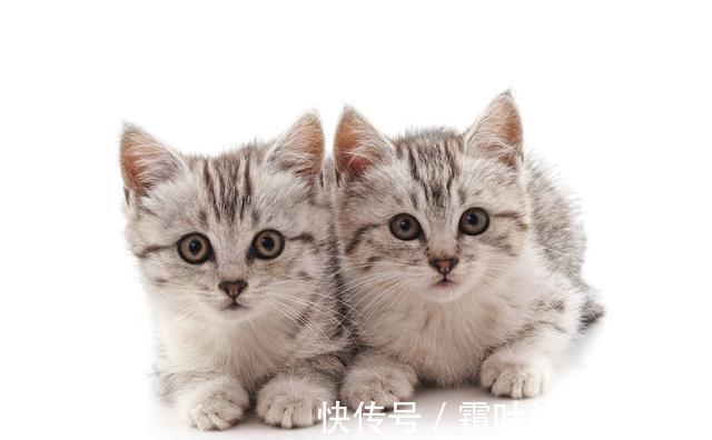 周生#聊斋故事:猫王