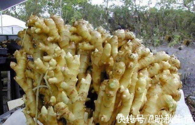 花盆|1块生姜放盆里,长出一片姜,只用了1个方法,2年都吃不完