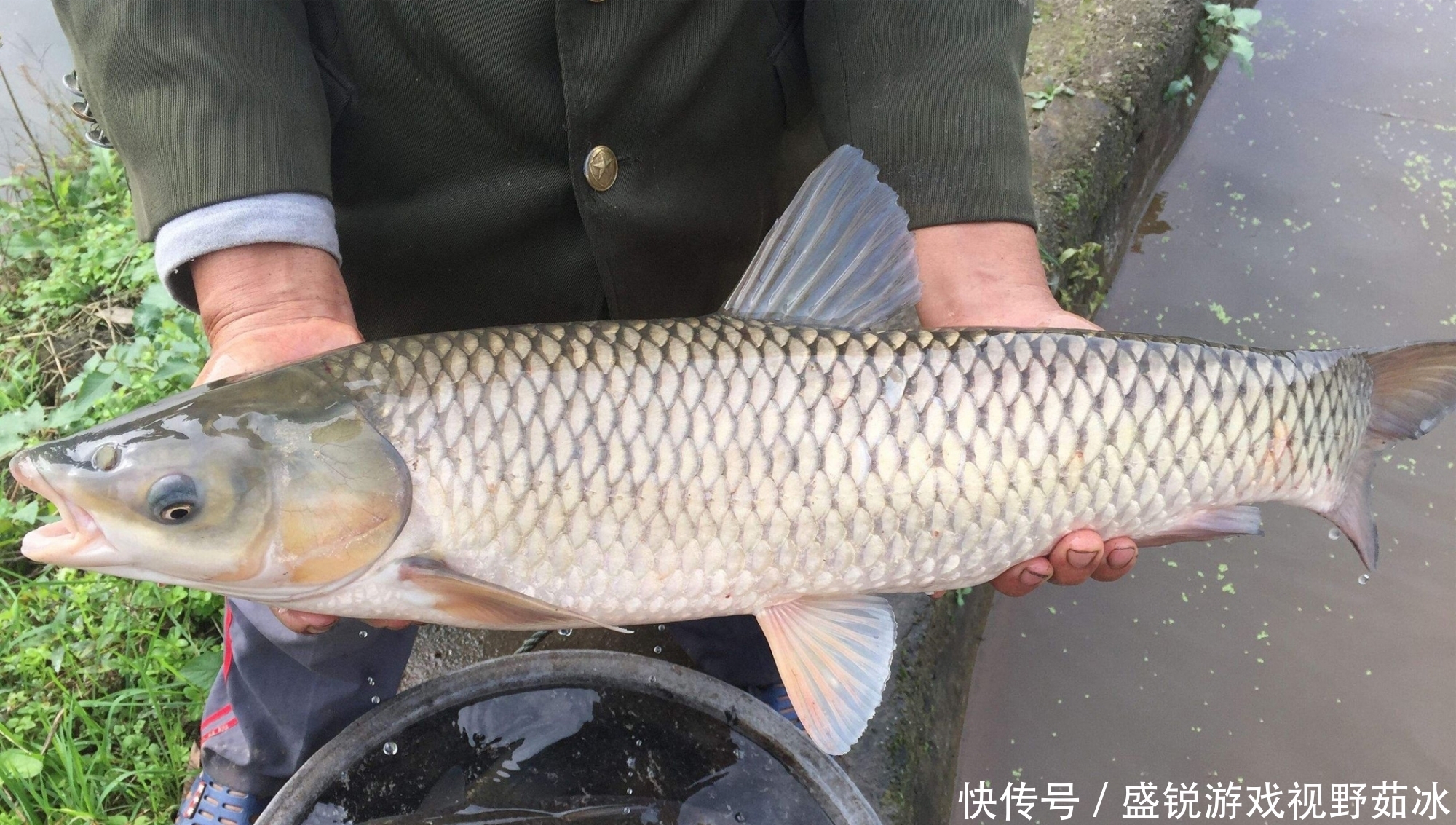 野钓|野生大鱼最喜欢哪种气味的食物？高端的野钓大鱼窝料所具备的特征