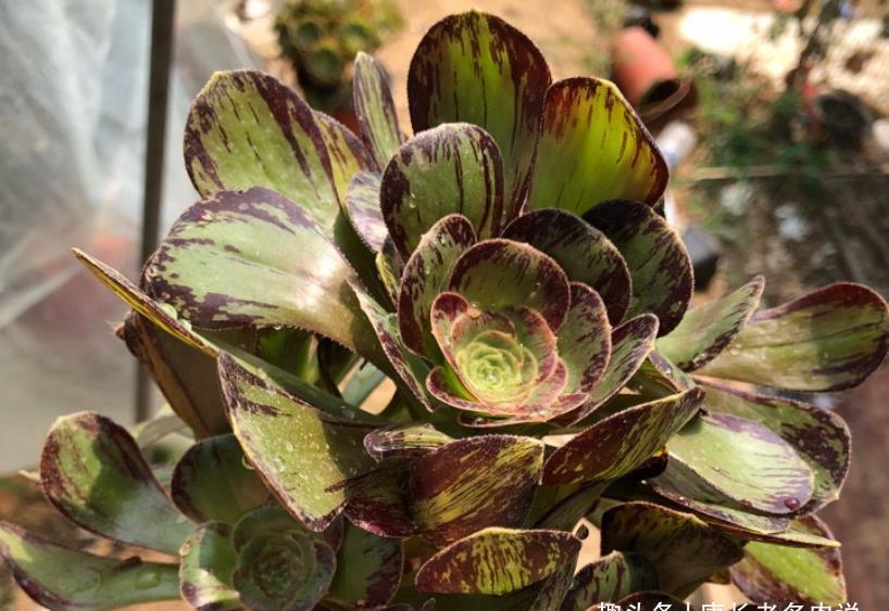 法师|喜欢带深色条纹的法师系多肉?我只知道这些品种,你还能补充吗?