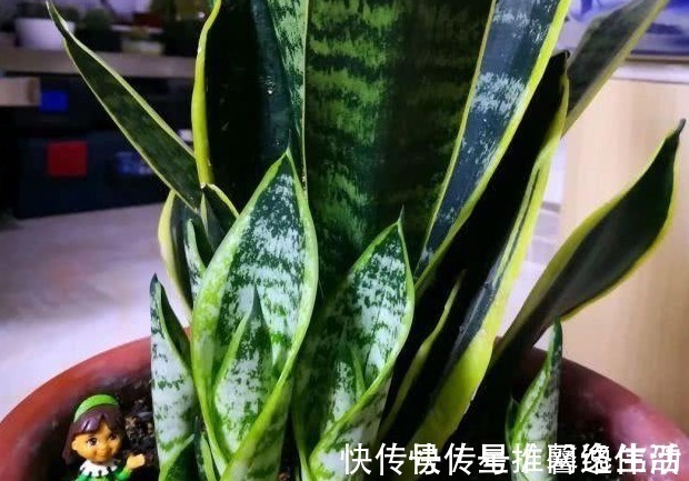 脾气|虎皮兰闹脾气不出新芽怎么办?学会这两招,不出也得出