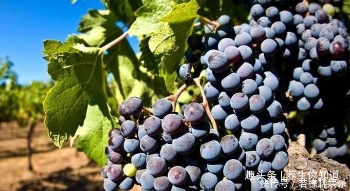 黑加仑黑加仑|全世界公认冠军蔬菜,人到中年多吃,养护关节,骨质不疏松