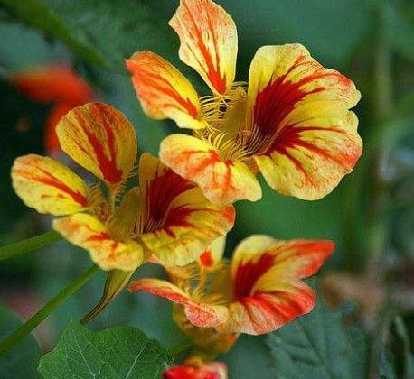 “3种花”一见水就疯长,偷偷摆厕所,叶绿、花儿大,还能去异味