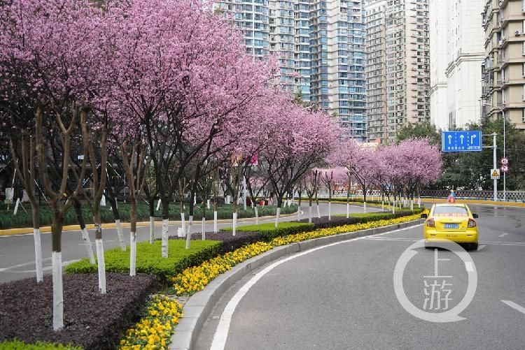 山城|春到山城丨渝中一号桥这里的桃花带美翻了！