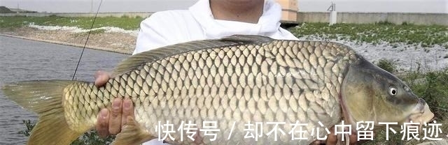 秋天野钓鲤鱼用什么饵料较好?这样搭配饵料,连竿几率更高
