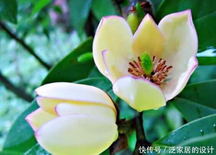 种花|4种花很耐养,沾土就能活,开花就爆盆,不易生病好养护