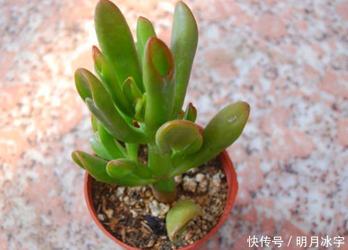 王玉珠|简介千佛手、十字星锦、铭月、筒叶花月、若歌诗、神童