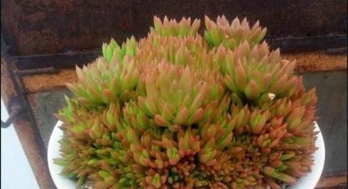 多肉植物|老家屋顶上若有“这种草”,可是“福气”,小心留着,很珍贵