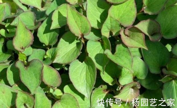 雞骨草|天冷后多吃5種草藥，比吃藥都靈，老中醫：可能比吃靈芝還管用