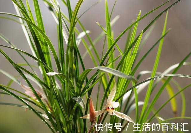 秘诀|建兰是她的软肋,失败了五次,终于掌握了催花秘诀,其实很简单