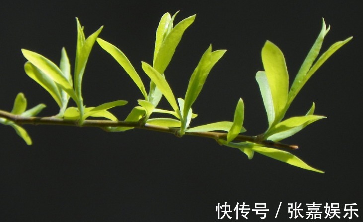 解毒消肿|吃柳叶、品春天！春季柳叶医食2用功效高，解毒消肿保健康