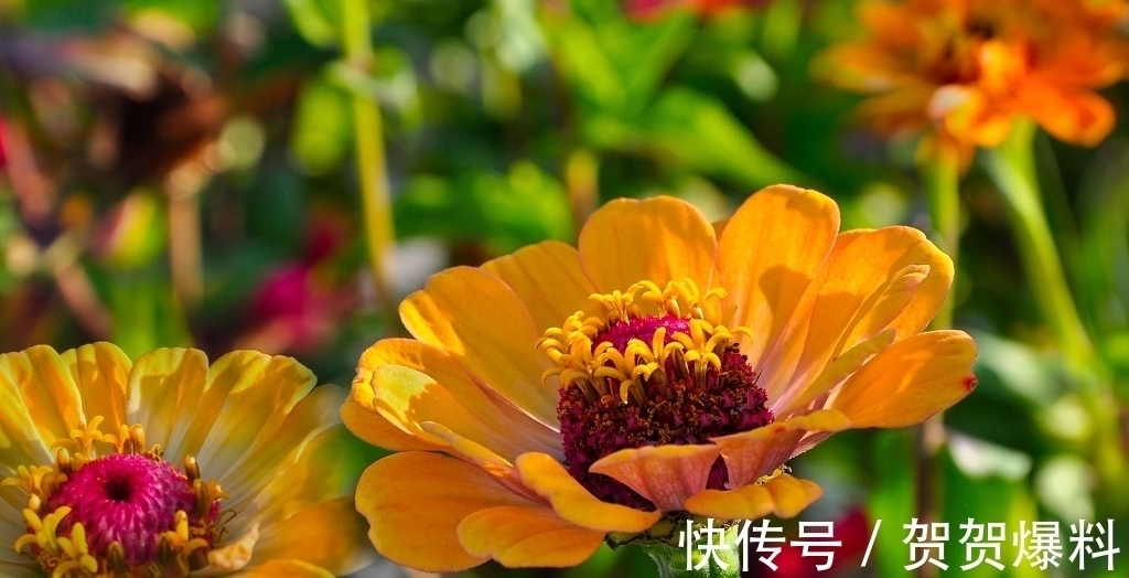 七律!古诗七律:观景常需踏浪行,满城水韵鸟歌声