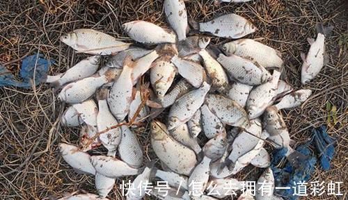 鱼钩|冬钓鲫鱼，钓组这么搭配就对了，子线不但要细还要长！