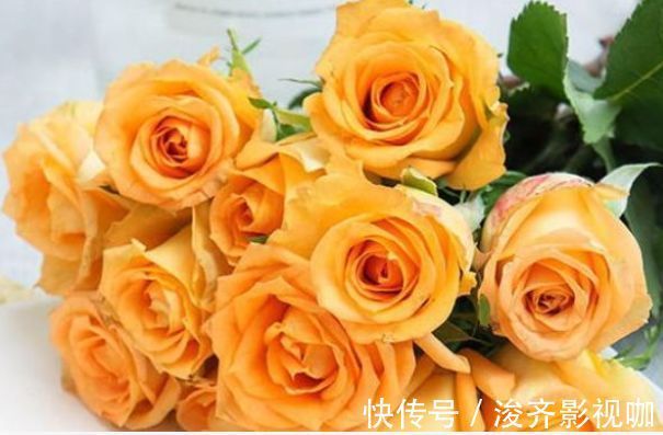 公主|喜欢玫瑰，不如养盆“玫瑰精品”假日公主，金碧辉煌，寓意美好