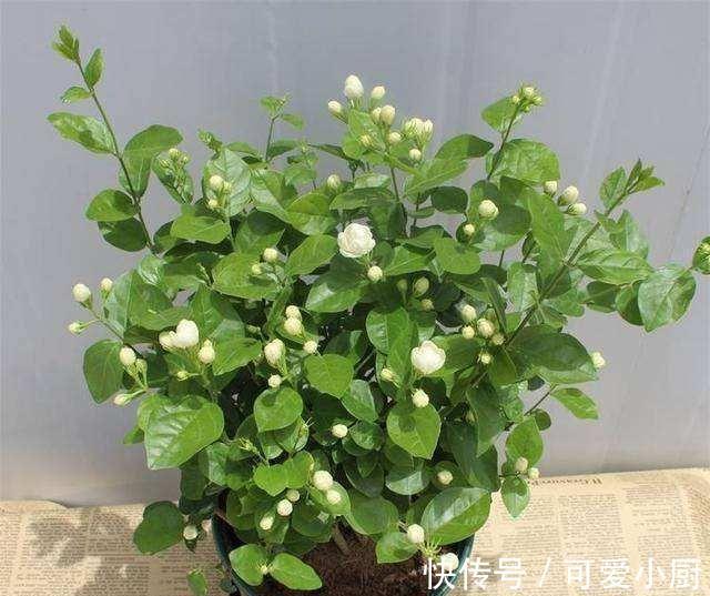 兰花|这6种好活的高颜值植物,老人最爱在家养殖