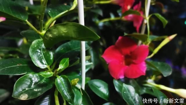 养花|家庭养花,怎么区分“酸性土”和“碱性土”告诉你个小方法